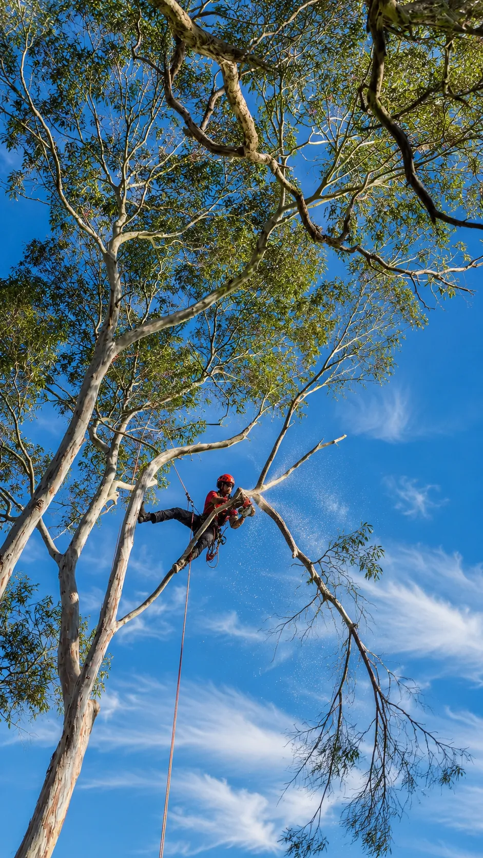 Qualified Bayside Trees arborist pruning a eucalyptus high above the ground against a blue sky